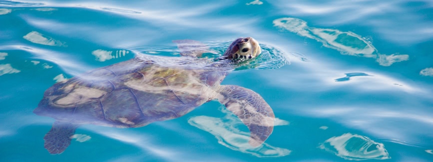 swimming with turtles in barbados