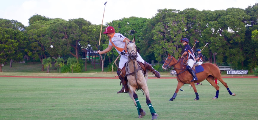 Polo, Food, and Rum in Barbados