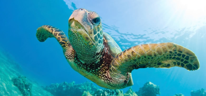 swimming with turtles in barbados