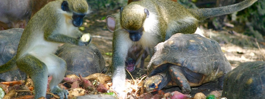 Wildlife in Barbados