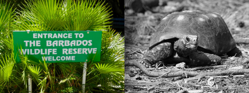 Barbados Wildlife Nature Reserve