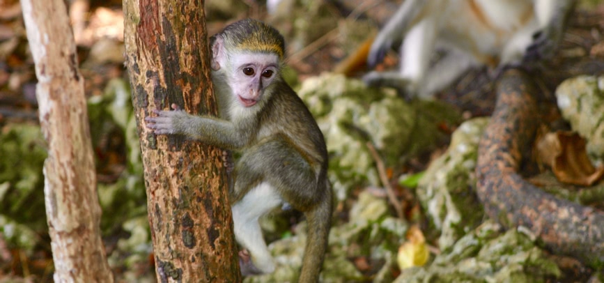 Zoo in Barbados? How to Visit the Wildlife Reserve