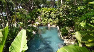 Turquoise lagoon pool curving beneath a foliage-covered rock face at Fustic House, villa rental in St. Lucy, Barbados