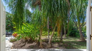 Ponytail palms and lawn beside the pool edge at Jamoon villa, Barbados