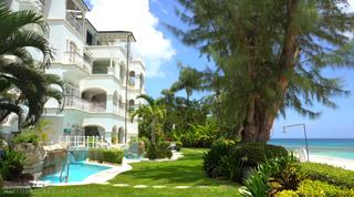Old Trees 12 – Sea Breeze Barbados video