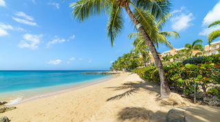 Leaning coconut palm and sea grape hedge on the sandy beach beside St. Peter's Bay 106 in Barbados