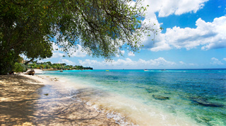 Calm turquoise sea framed by a shade tree near Waterside 402, Barbados